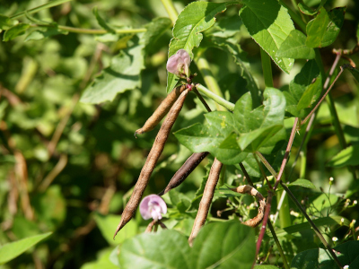 [Long brown pea pods hang from branches which still contain some light purple pea flowers.]